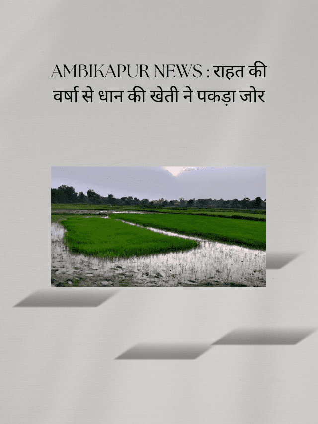 AMBIKAPUR NEWS – रायगढ़ बॉर्डर से मैनपाट तक उत्पात मचाता हाथियों का झुंड