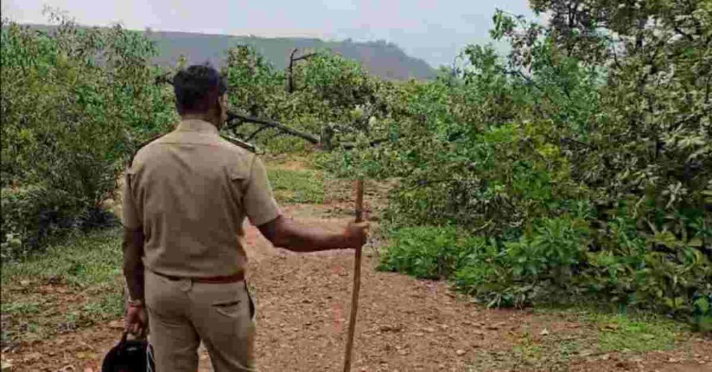 RAIGARH FOREST 