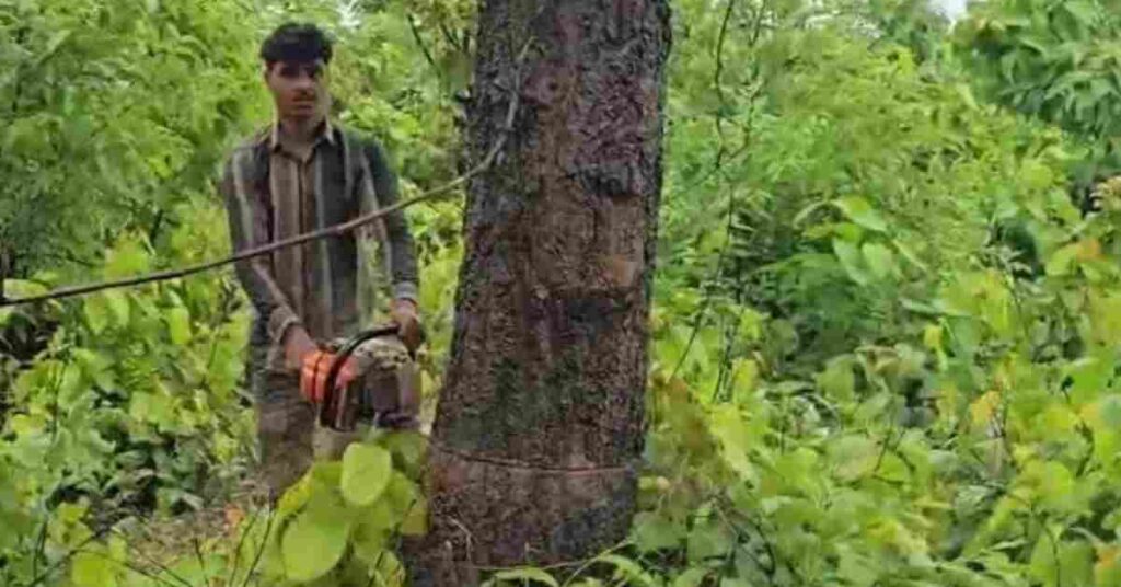 RAIGARH FOREST 