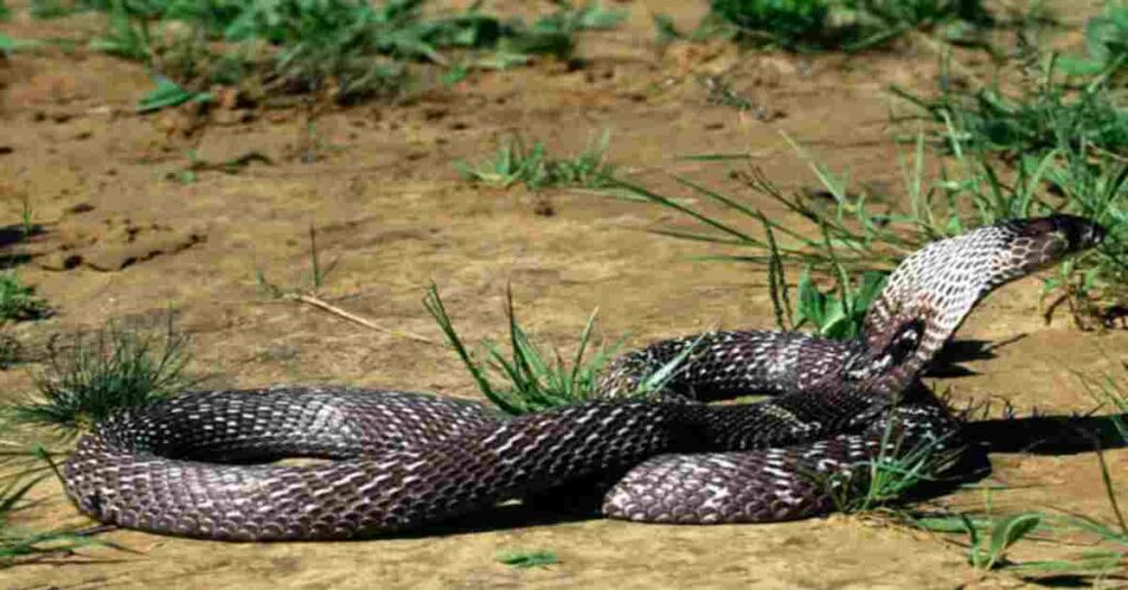 JASHPUR NAGLOK 