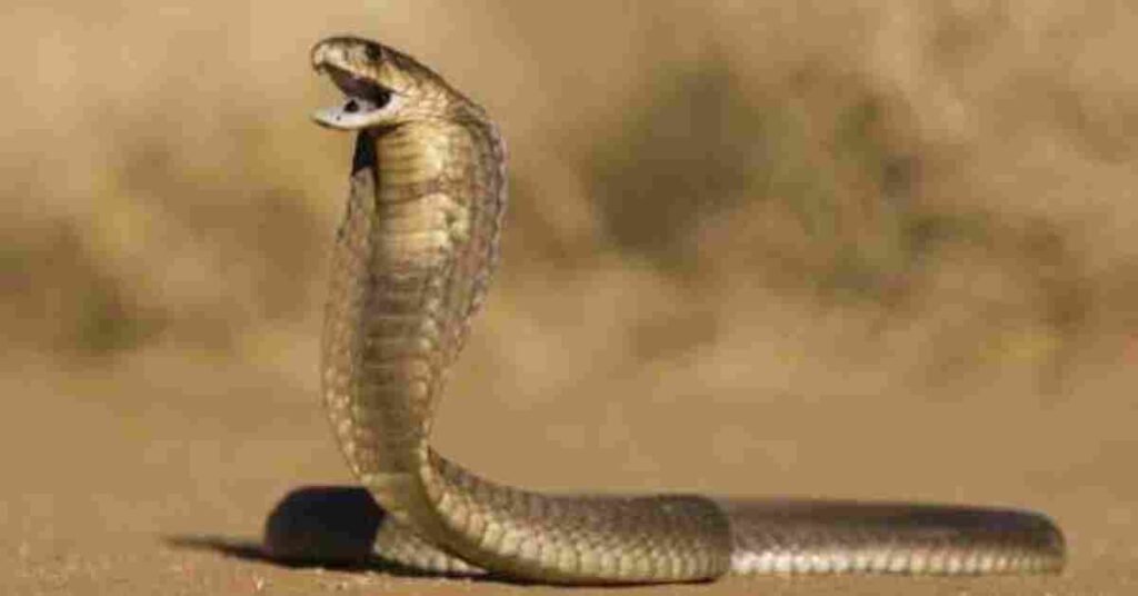 JASHPUR NAGLOK 